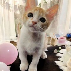 6月28日（土）三鷹で猫の譲渡会🪂🩷☄️babybaby子猫だら...