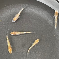 メダカ　みかん3色　５匹