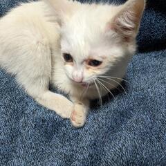 1.5ヶ月くらいの子猫