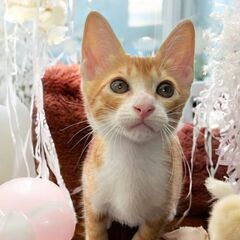 6月28日（土）三鷹で猫の譲渡会🪂🩷☄️babybaby子猫だら...
