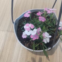 ナデシコ　６号ハンギング鉢　植物　園芸