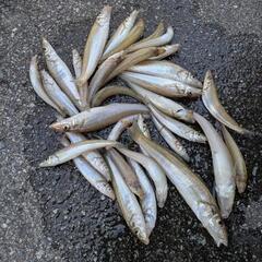 釣り教室8月参加者募集中♪♪キス釣れます♪道具なくても大丈夫です✨レンタルあります♪の画像