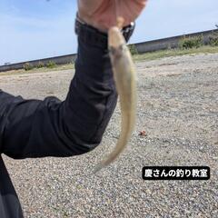 釣り教室8月参加者募集中♪♪キス釣れます♪道具なくても大丈夫です✨レンタルあります♪の画像
