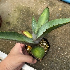 アガベ　マルモラータの画像