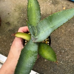 アガベ　マルモラータの画像