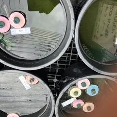 メダカ　稚魚　10匹1000円〜の画像