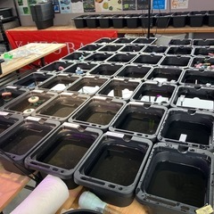 メダカ　稚魚　10匹1000円〜