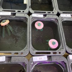 メダカ　稚魚　10匹1000円〜の画像