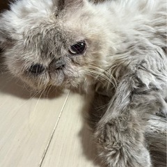エキゾチックショートヘア　猫　10才