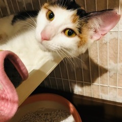 優しい子、みこちゃんです。