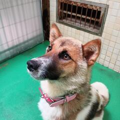 6月25日管理所収容中【成犬わんこの家族募集】