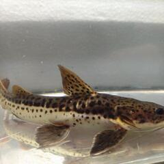 レットテールタイガーシャベル25cm±の画像