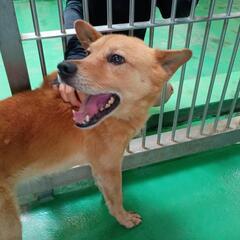 6月25日動物管理所収容【成犬わんこ♂家族募集】