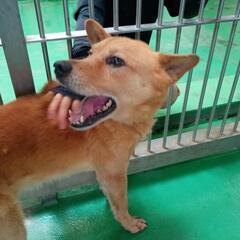 6月25日動物管理所収容【成犬わんこ♂家族募集】 - 大村市