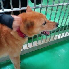 6月25日動物管理所収容【成犬わんこ♂家族募集】 - 犬