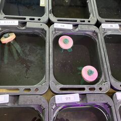 メダカ　稚魚　１０匹　1,000円～の画像