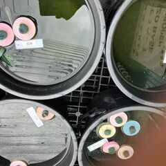 メダカ　稚魚　１０匹　1,000円～の画像