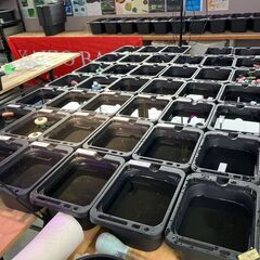 メダカ　稚魚　１０匹　1,000円～