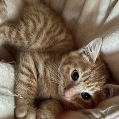 【7/6(日)譲渡会】ちょっと生意気子猫ピカ⭐️茶トラ