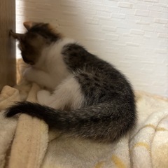 子猫里親募集