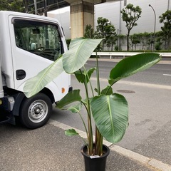 オーガスタ　尺
