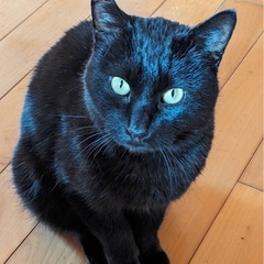 とっても可愛い黒猫ちゃん