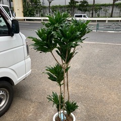 ドラセナコンパクタ　8号