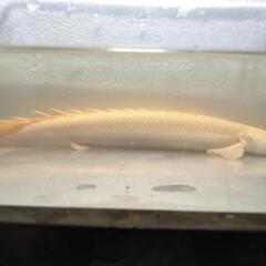 プラチナエンドリケリー27cm±の画像