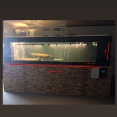 FRP水槽　熱帯魚　水槽　ガー　アロワナ