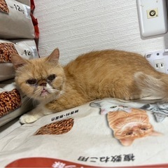 エキゾチックショートヘア　猫　6才