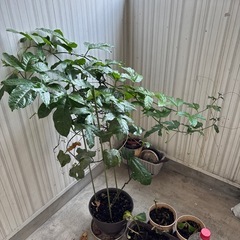 パッションフルーツ苗ビッグサイズ
