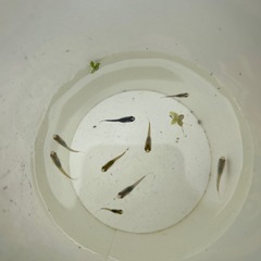 【受け渡し者決定しました】メダカ稚魚　5匹の画像