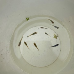 【受け渡し者決定しました】メダカ稚魚　5匹の画像