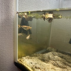 【受け渡し者決定しました】メダカ稚魚　5匹の画像