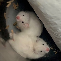 ハムスター　長毛　ホワイト