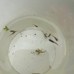 【受け渡し者決定しました】メダカ稚魚　2匹の画像