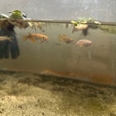 【受け渡し者決定しました】メダカ稚魚　2匹の画像
