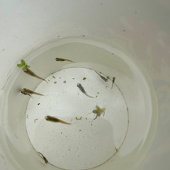 【受け渡し者決定しました】メダカ稚魚　2匹の画像