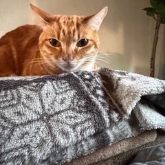 里親を募集します。 - 猫