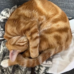 里親を募集します。 - 中頭郡