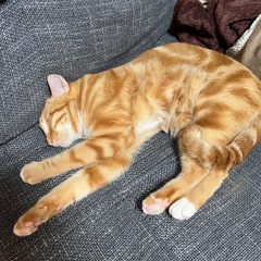 里親を募集します。