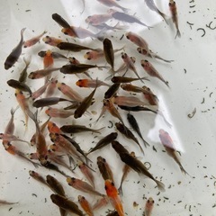 金魚　寿恵廣錦　稚魚　10尾プラスαセットの画像