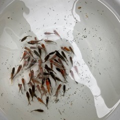 金魚　寿恵廣錦　稚魚　10尾プラスαセットの画像