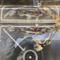 金魚　寿恵廣錦　稚魚　10尾プラスαセットの画像
