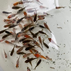 金魚　寿恵廣錦　稚魚　10尾プラスαセットの画像