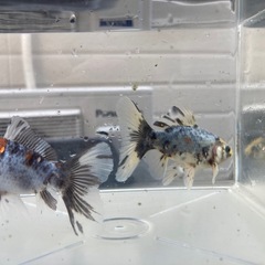 金魚　寿恵廣錦　稚魚　10尾プラスαセット