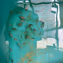 ①ピンポンパール金魚フナ尾