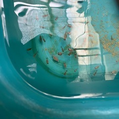 ①ピンポンパール金魚稚魚5匹