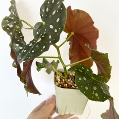 ミニ観葉植物/ベゴニア北斗七星