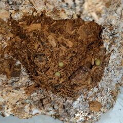 【2025/11/16更新】レイシ棒 1本 ①の画像